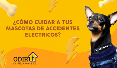 ¿Cómo cuidar a tus mascotas de accidentes eléctricos?